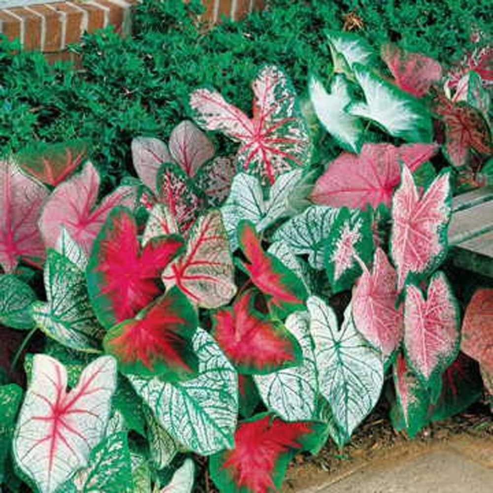 Mixed Caladium Bulbs for Planting - Perennial Hosta, Elephant Ears, Fancy (10 Bulbs)