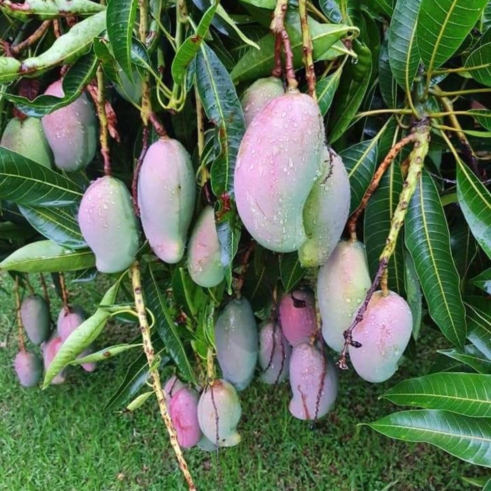 Red Green Mango Plant Live 2-3 ft, Mango Tree 3 Gallon Pot, Fresh Sweet Mango Fruit Plant for Your Garden, No Ship to CA