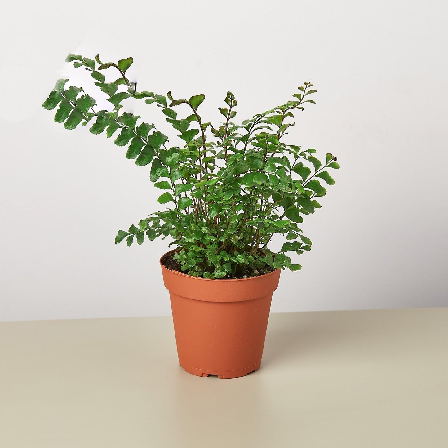 Mahogany Fern | Live Plant for Indoor & Outdoor | for Living Room, Office, Bathroom | (4" Pot)