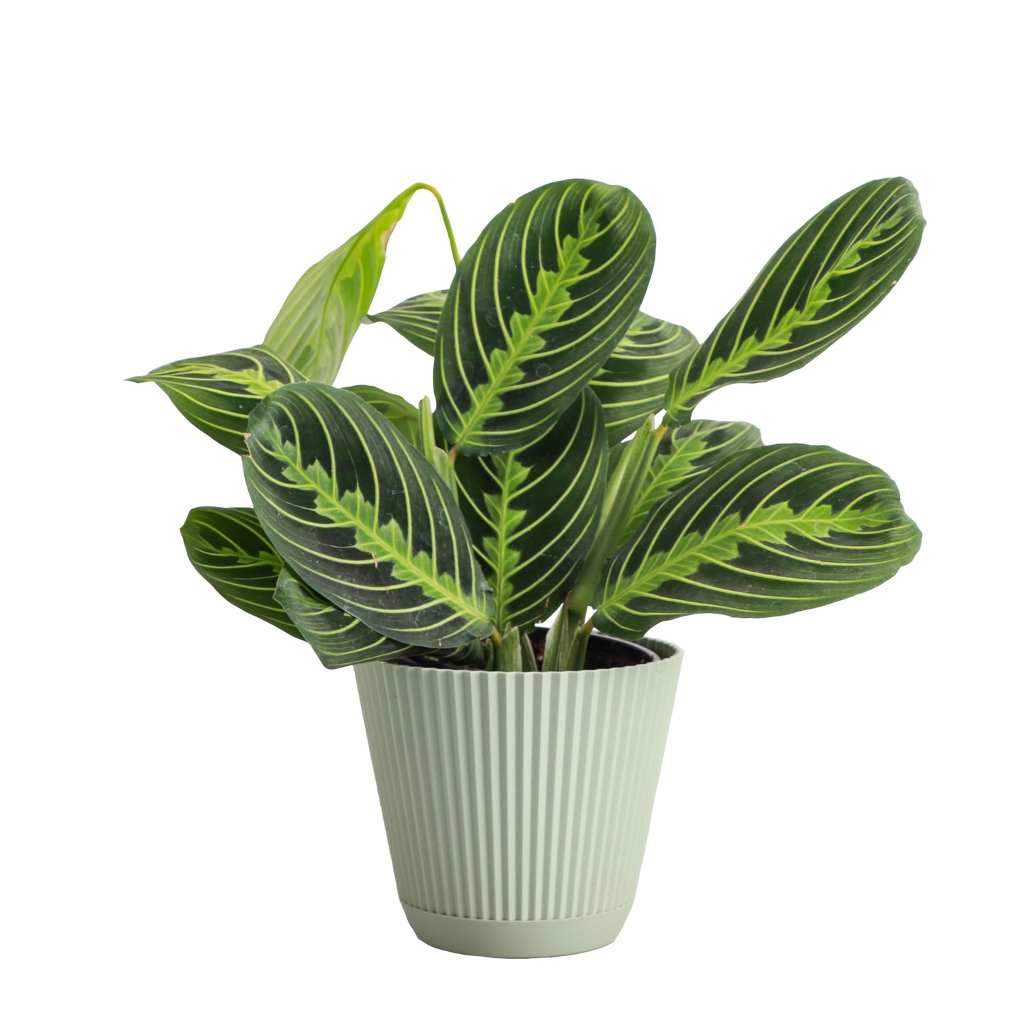 Thorsen's Greenhouse Lemon Lime Prayer Plant, Live Indoor Plant, Pet Friendly, Attractive Houseplant, Lemon Maranta, Natural Air Purifier, Easy to Grow, 4" Diameter Pot (Sage)