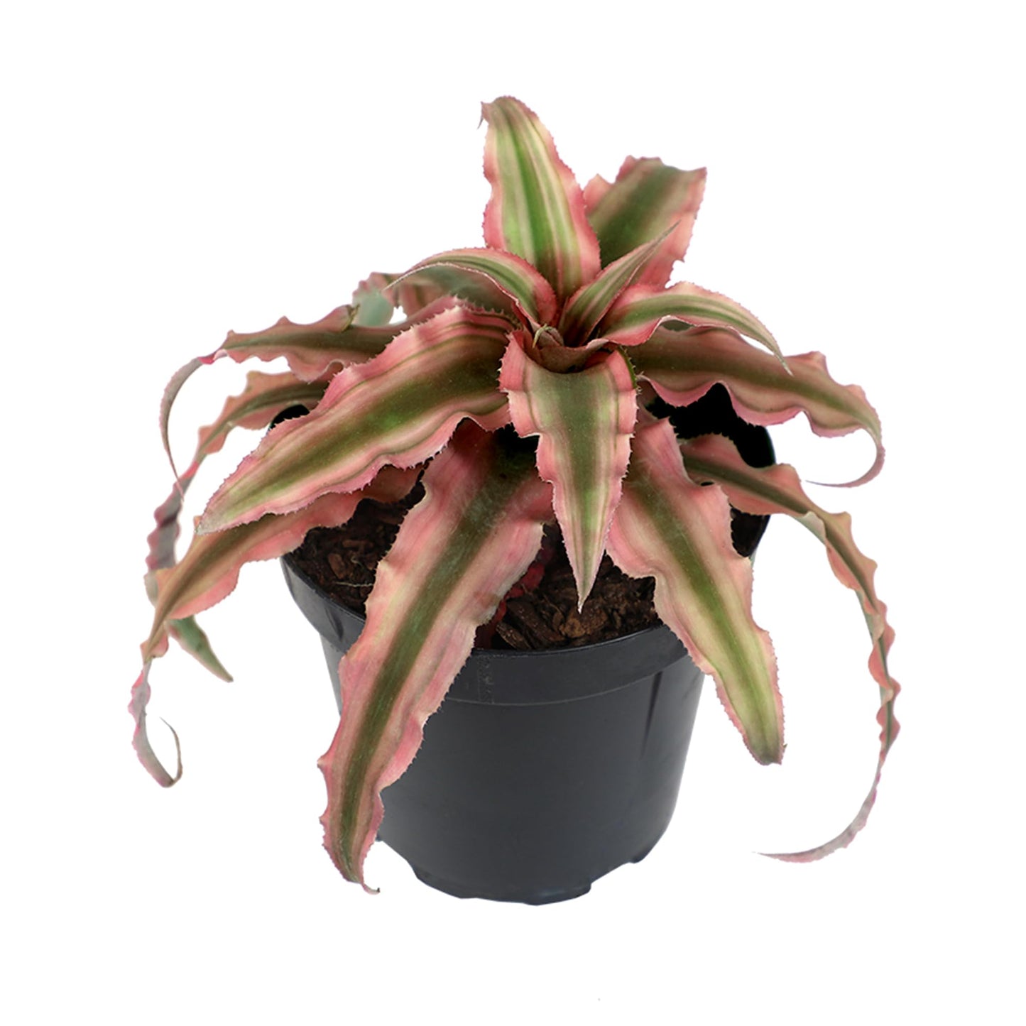 Plants for Pets Red Earth Star Cryptanthus in 3.5 Inch Grower Pot, Pet Friendly Plants, Air Purifying Plants Indoor Houseplants, Live Bromeliad, Easy Plant Gift, Dog & Cat Safe Houseplant