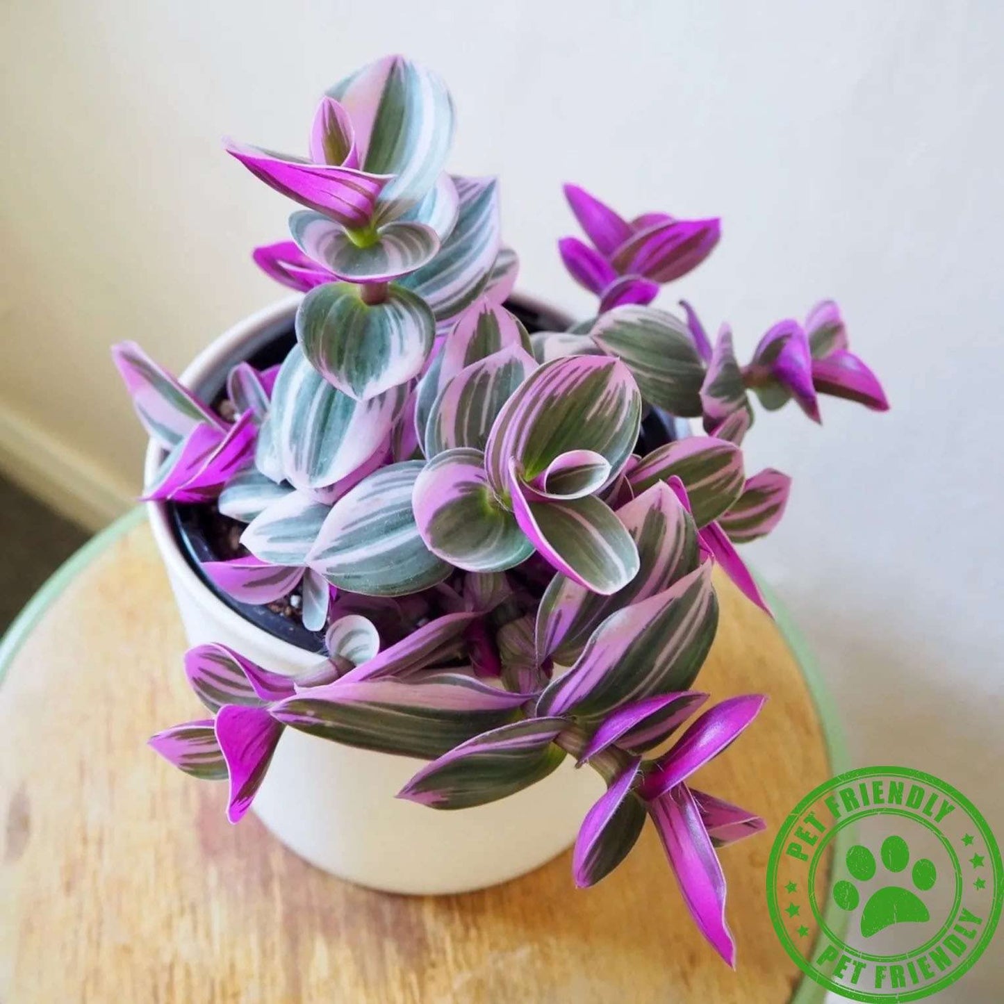 Tradescantia Nanouk Live Plant for Indoor | Different Houseplants in 4'' & 6'' Pot | Real House Plant for Living Room, Office, Desk & Bathroom | Tradescantia albiflora Nanouk
