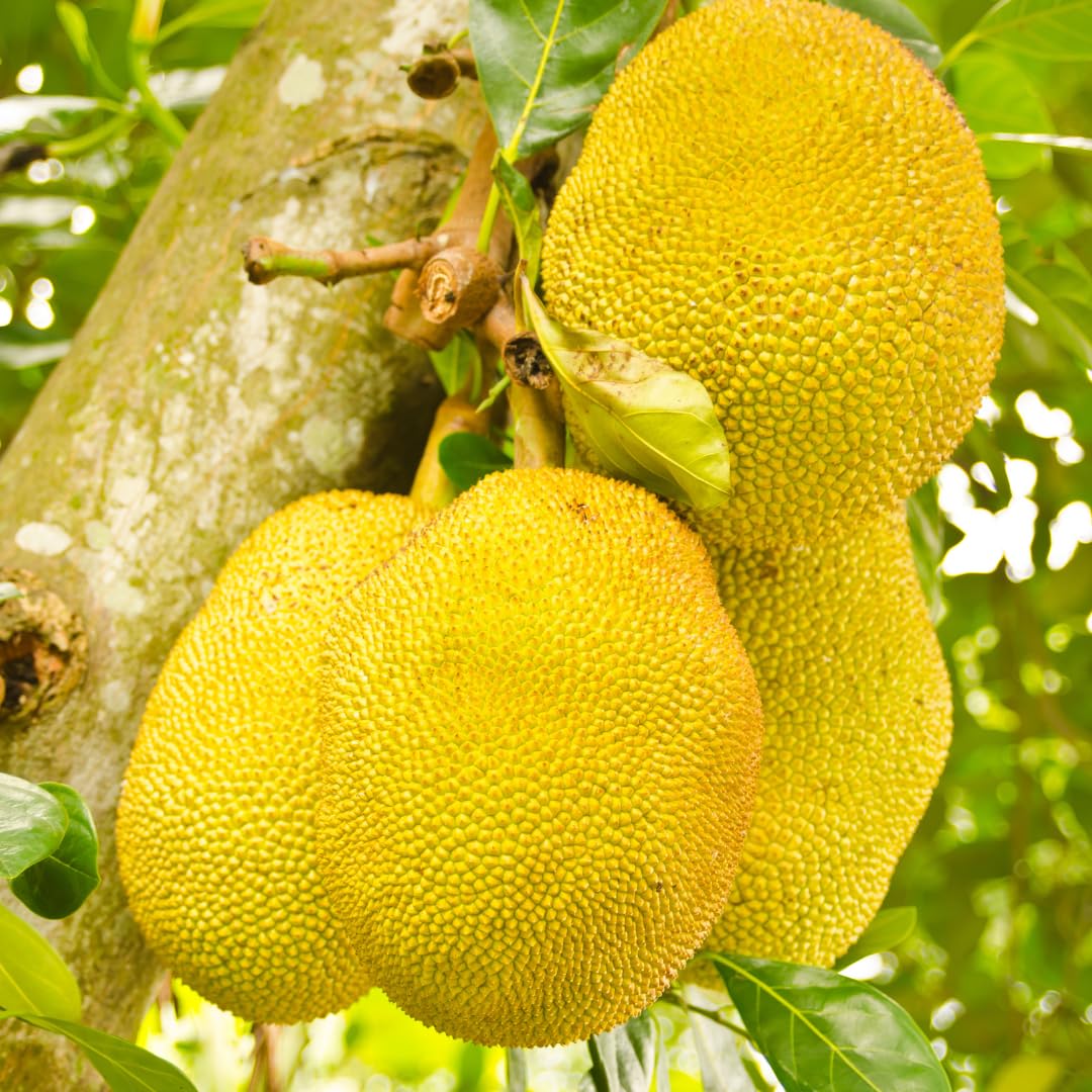 Live Jackfruit Tree Plant High Yield,1 Year Old Potted, 8-14" Tall, Sweet Tropical Fruit for Outdoor Gardens