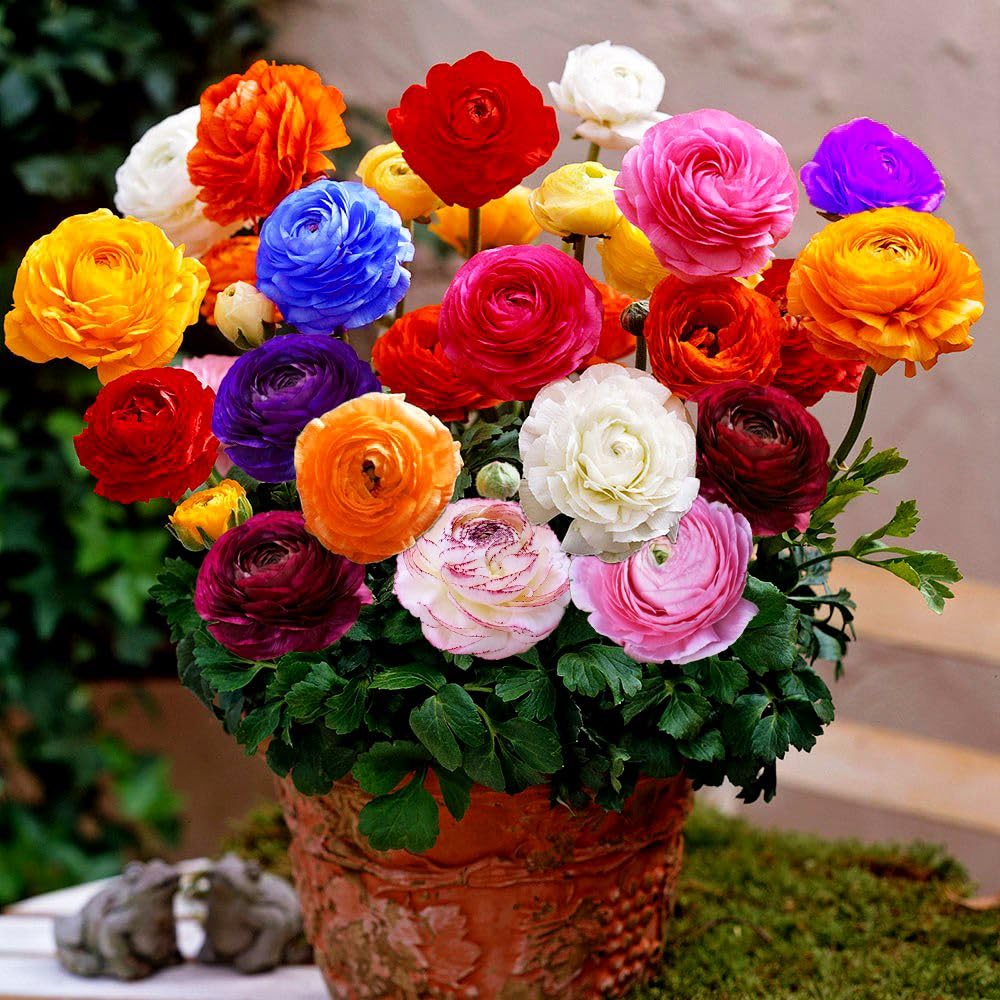 Mixed Peony Ranunculus Bulbs- Persian Buttercup -10 Corms Bulbs Flowering Blooms Perennial Bulbous Root Garden Plant