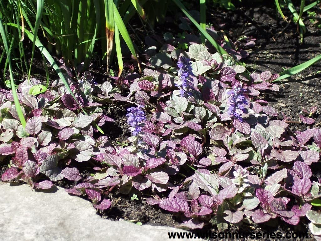 Greenwood Nursery: Live Ground-Cover Plants - Variegated Burgundy Glow Bugleweed + Ajuga Reptans - [Qty: 2X Pint Pots] - (Click for Other Available Plants/Quantities)