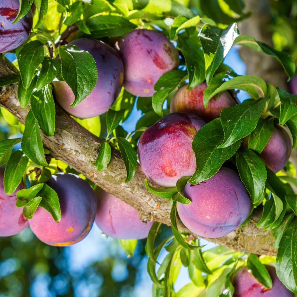 Methley Plum Tree, Grafted Sweet Plum Fruit Tree Live, 3 to 4 Ft Tall, No Ship CA