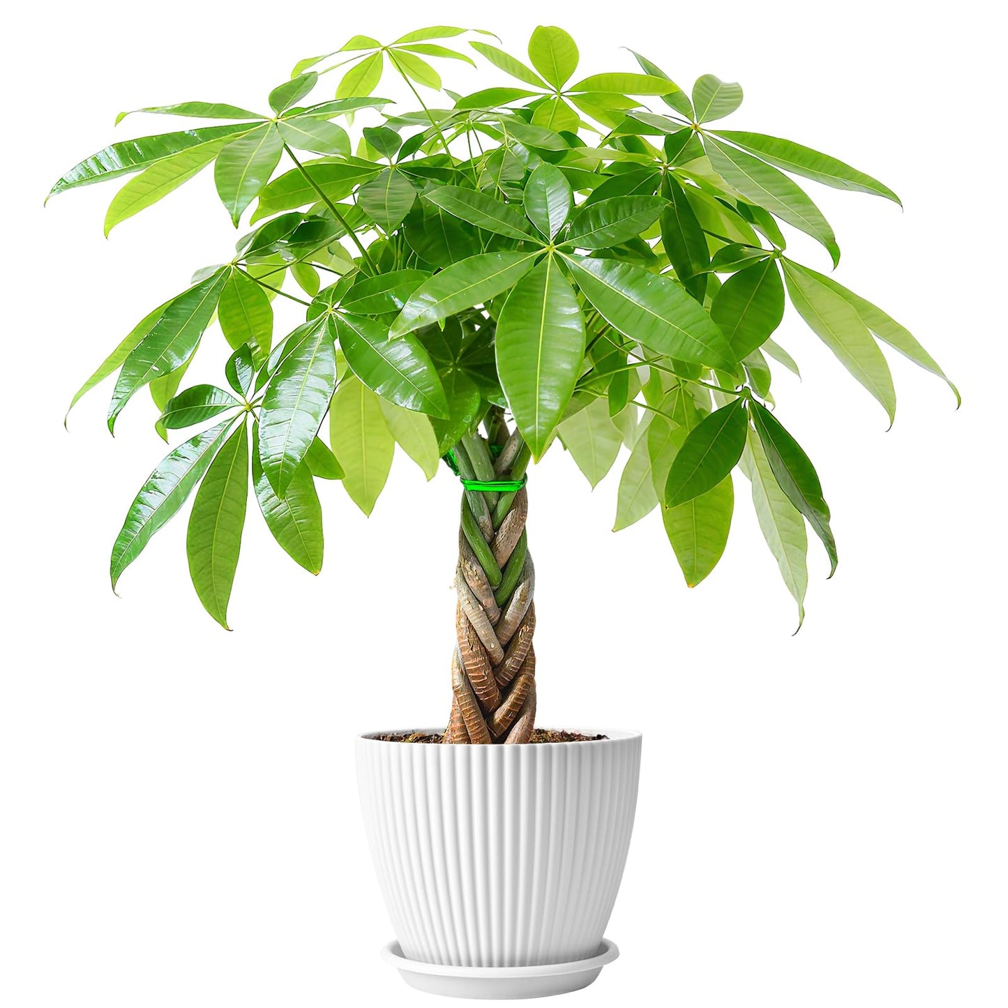 Sprout N Green Small Money Tree with 5 Lucky Braid, Live Plant with White Stripe Pot, Decoration for Indoor Home Office Tabletop Windowsill Side Table, Housewarming Christmas Gift, 8-10" Tall