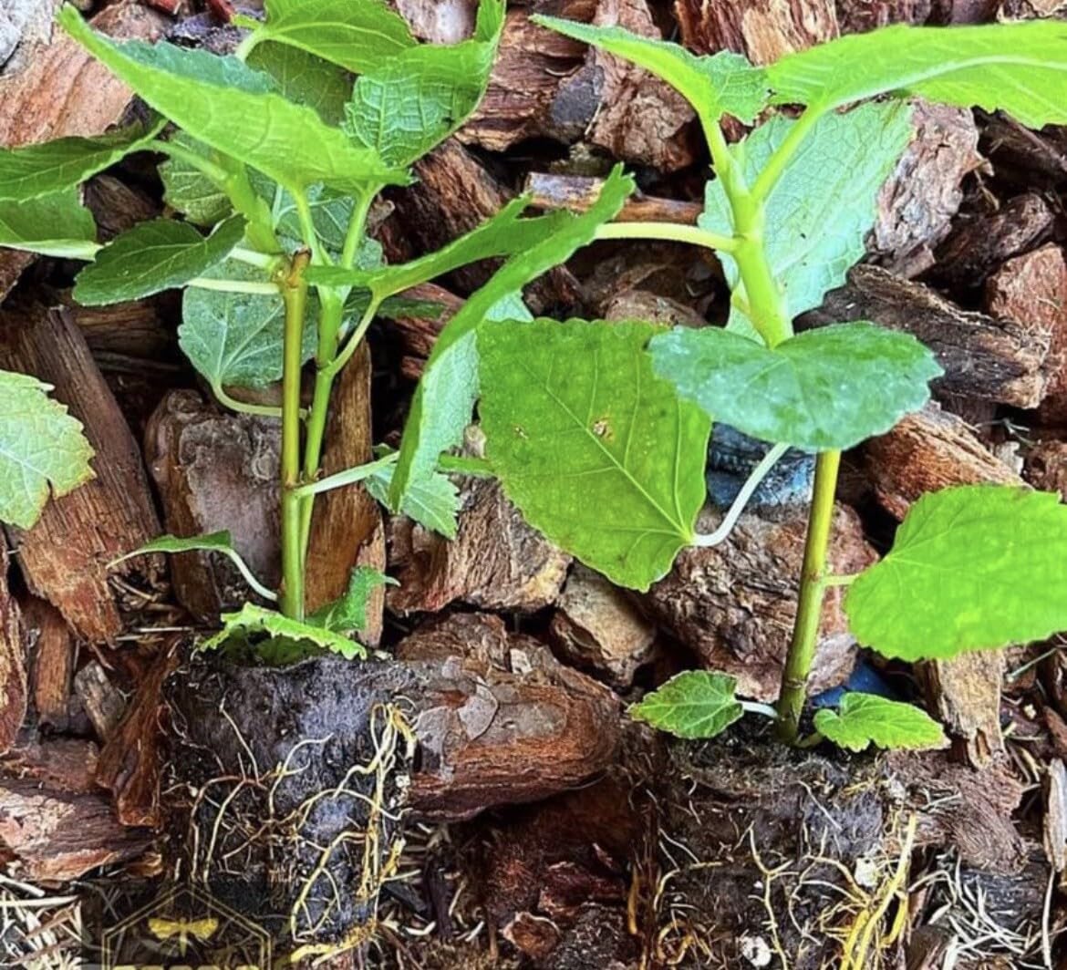Live Plant - Fig Tree and Berry Combo