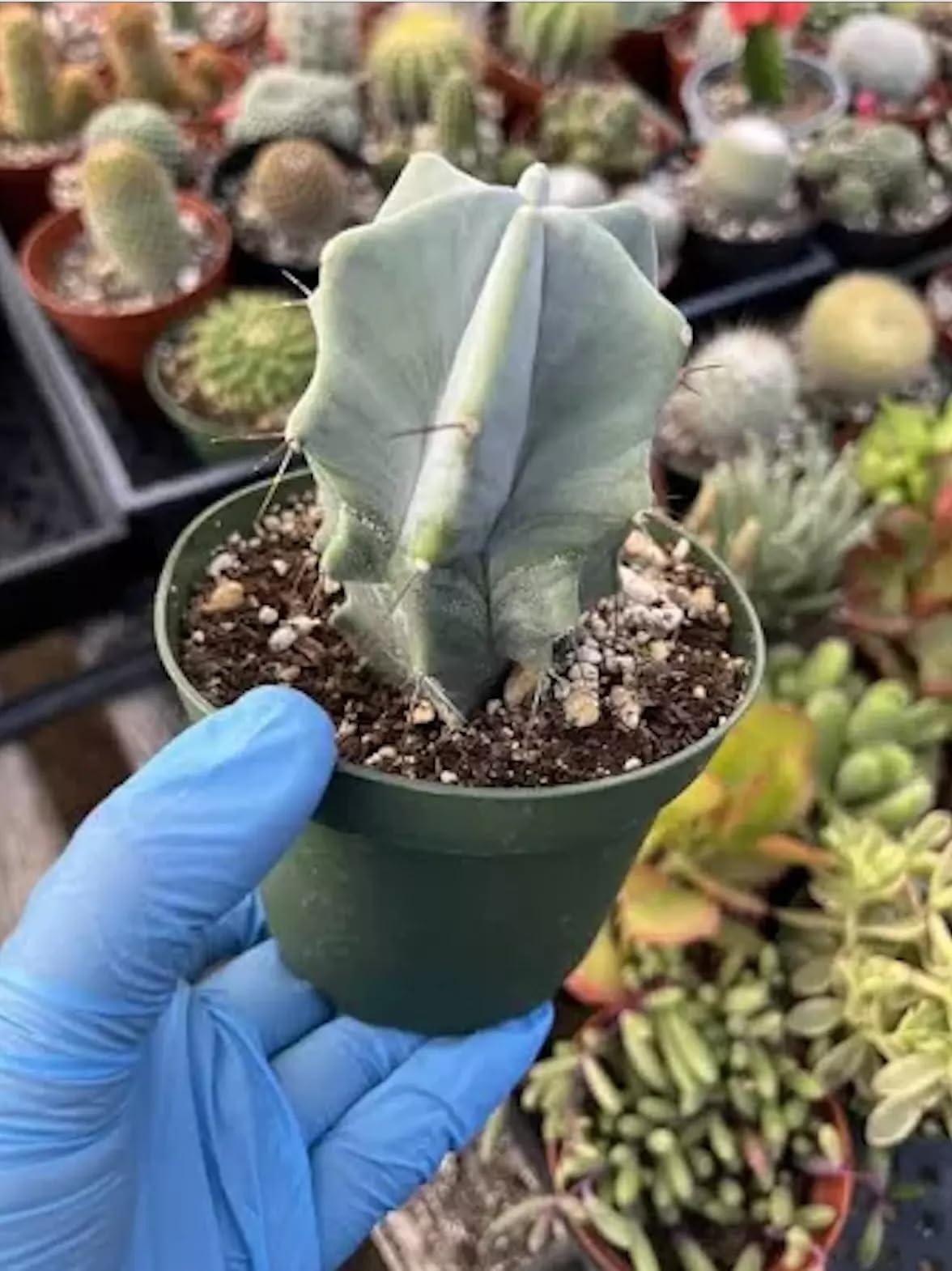Gray Ghost Organ Pipe Cactus (Stenocereus pruinosus) - Large - Live Plant - Powdery Blue-Green Stems - Night-Blooming Flowers