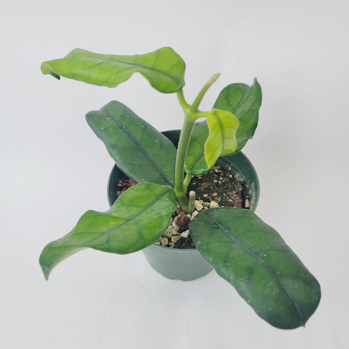 Hoya Globulosa (Rare Wax Plant) – Elongated Fuzzy-Veined Leaves, Fragrant Star Blooms – Pet-Friendly, Low Maintenance - Hoya Plants Live Houseplants - Air Purifying Plant - Ships from CA