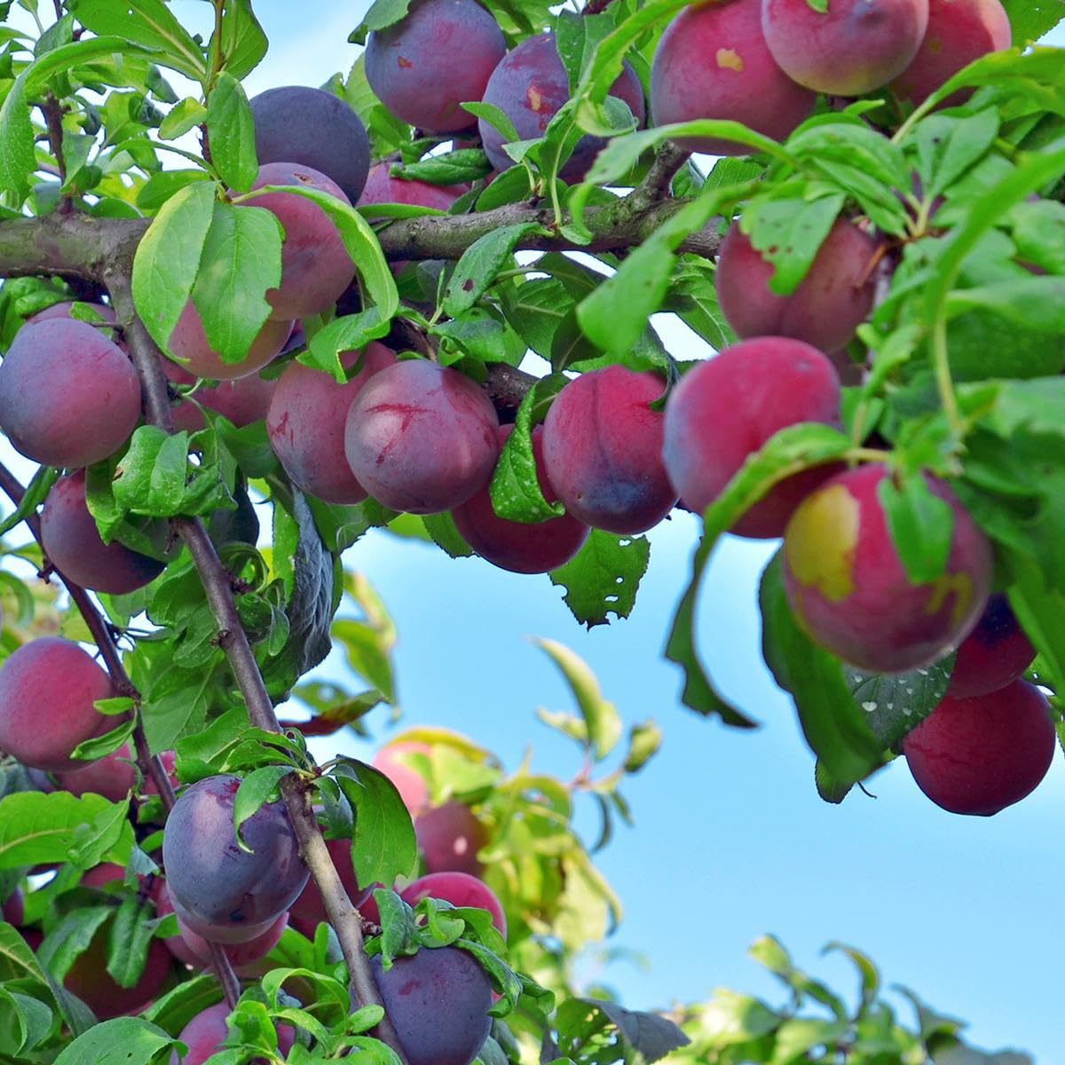 10+ Wild Plum Tree Fruit Seeds for Planting Outdoor-Perennial Native Prunus Americana Non-GMO Fruit Tree Seeds