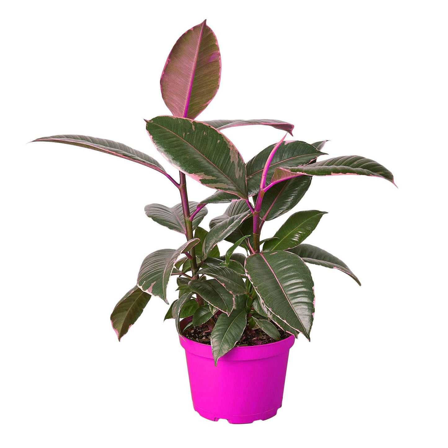 Ficus Elastica 'Tineke' in 4in Pot - Live Plants Tropical Houseplants | Variegated | USA Growers | The Snobby Leaf