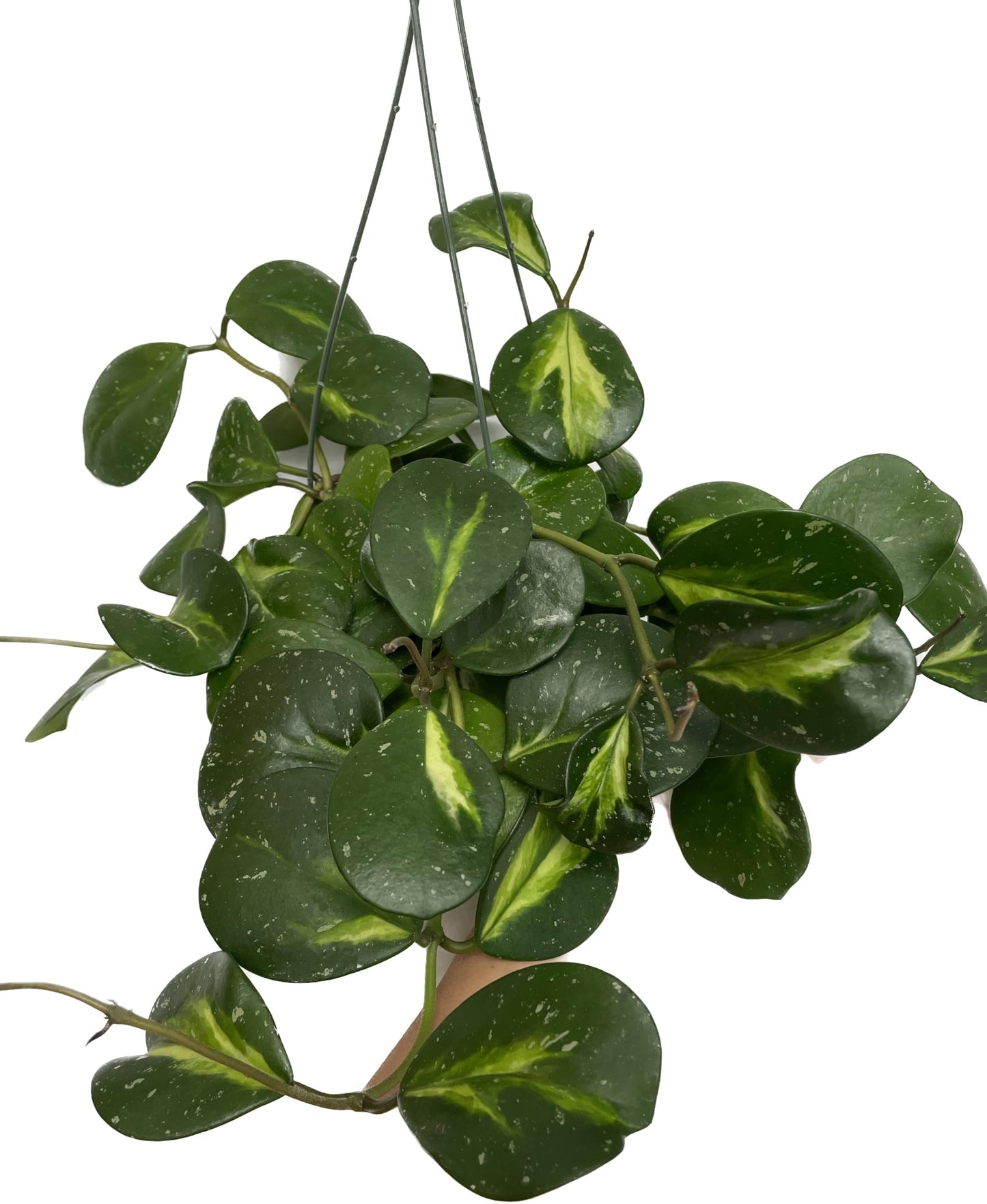Variegated Hoya Obovata Spalsh Available in 2" Pot, 4" Pot, and 6" Hanging Pot - Hoya Live Plants Live Houseplants - California Seller (4" Pot, 2 Plants(stem))