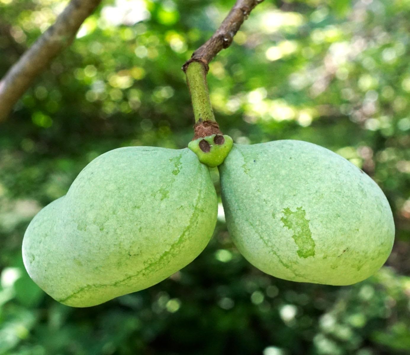 TomorrowSeeds - Paw Paw Tree Seeds - 15+ Count - for 2026 Planting Asimina Triloba North American Custard Apple Banana Papaw Banango Mango USA Native Fruit Trees Perennial Grow Your Own Home Farm