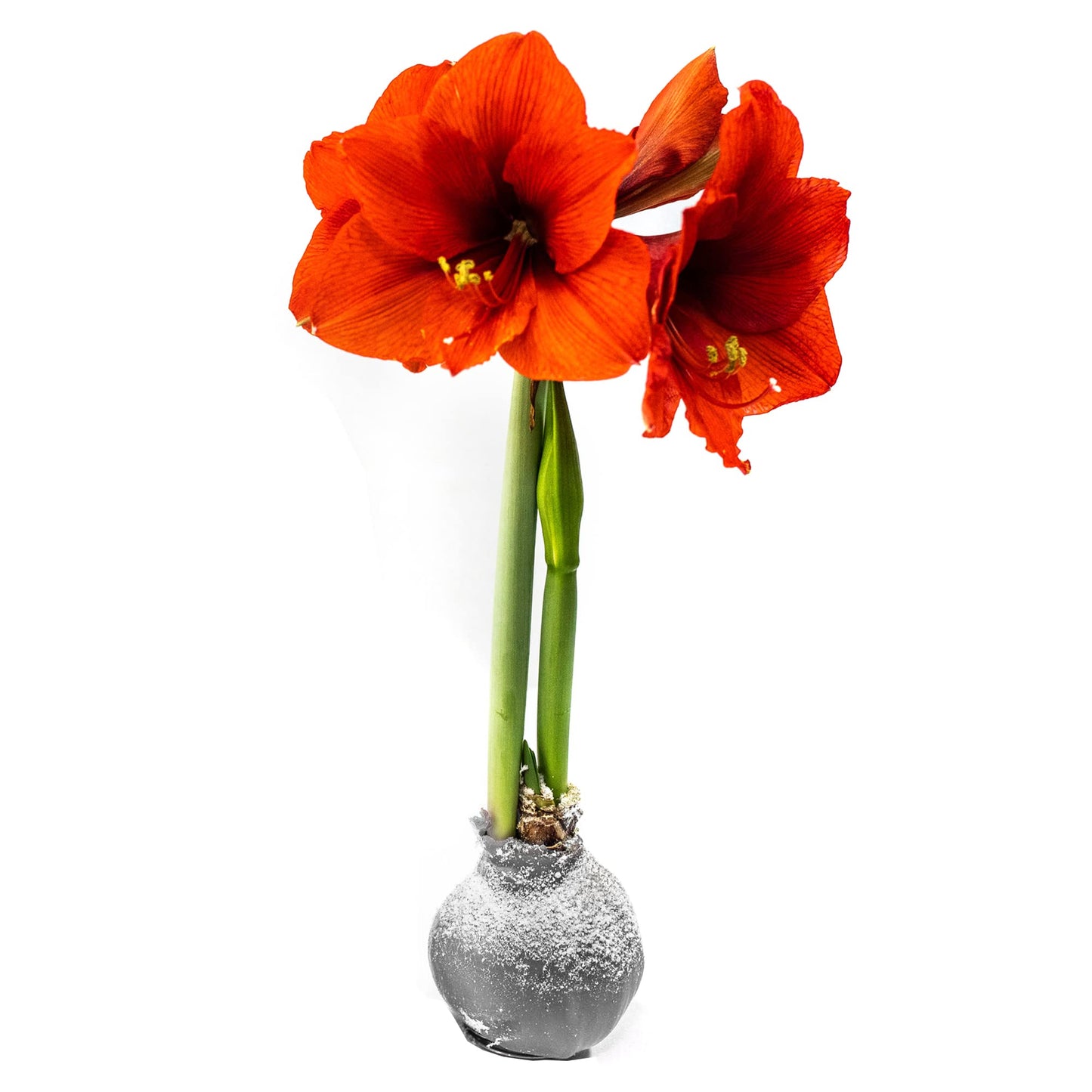 Snow Flecked Waxed Amaryllis Bulb – Silver Wax with Red Blooms – Live Holiday Gift Plant, Easy Care, No Watering Needed
