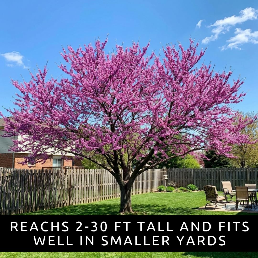 Eastern Redbud Tree Seedlings for Planting - Amazing Pink Spring Flowers - No Ship to California (1 Seedling)