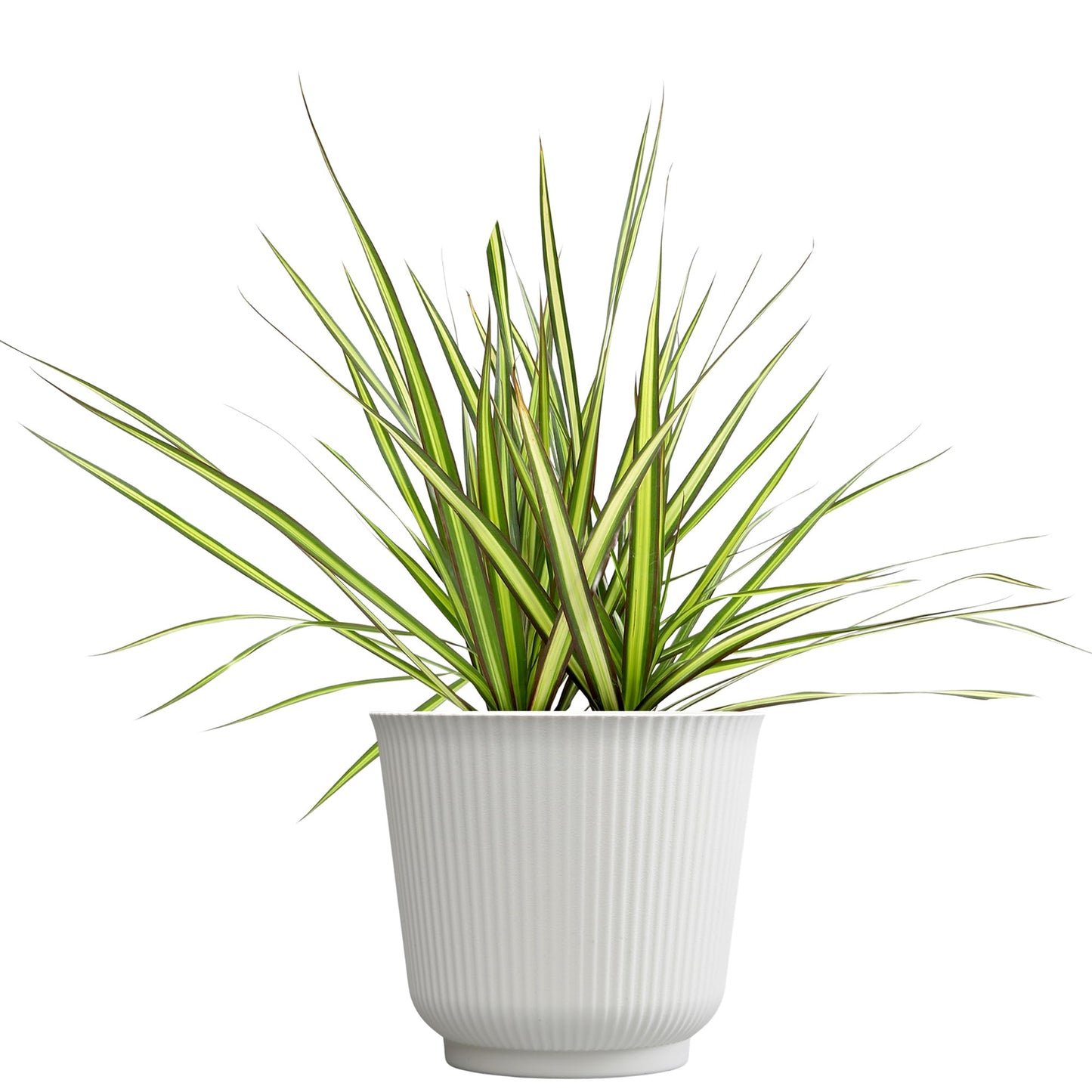 Dracaena Marginata Sunray, Air Purifying Easy Houseplant Decor in 6" White Pot, Dracaena Corn Stalk, Live Botanical Gift, Indoor Dragon Tree, Real Plants & Decorative Plants by Plants for Pets