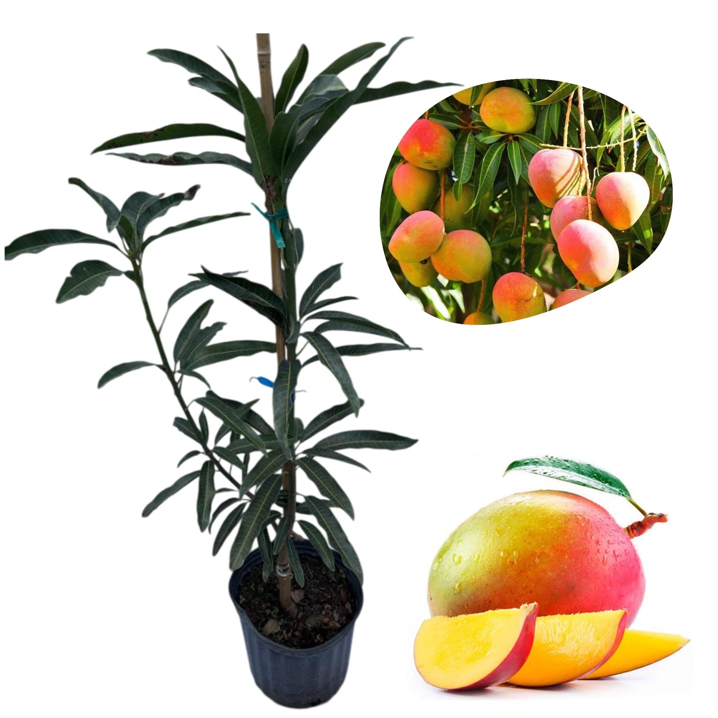 Glenn Mango Tree Live for Planting, Mango Tree for Garden 3 to 4 Feet Tall in 3 Gallon Pot - Not Ship CA