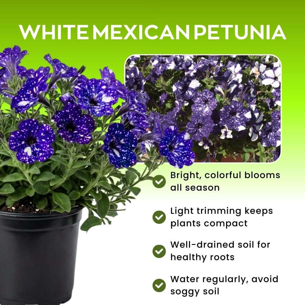 Set 2 Petunias Plants Live, 5-9 Inches Tall, Petunia Flowers Seedlings, Petunias Live Plant for Home Garden, Vibrant Tropical Blooms (Night Sky Petunias)