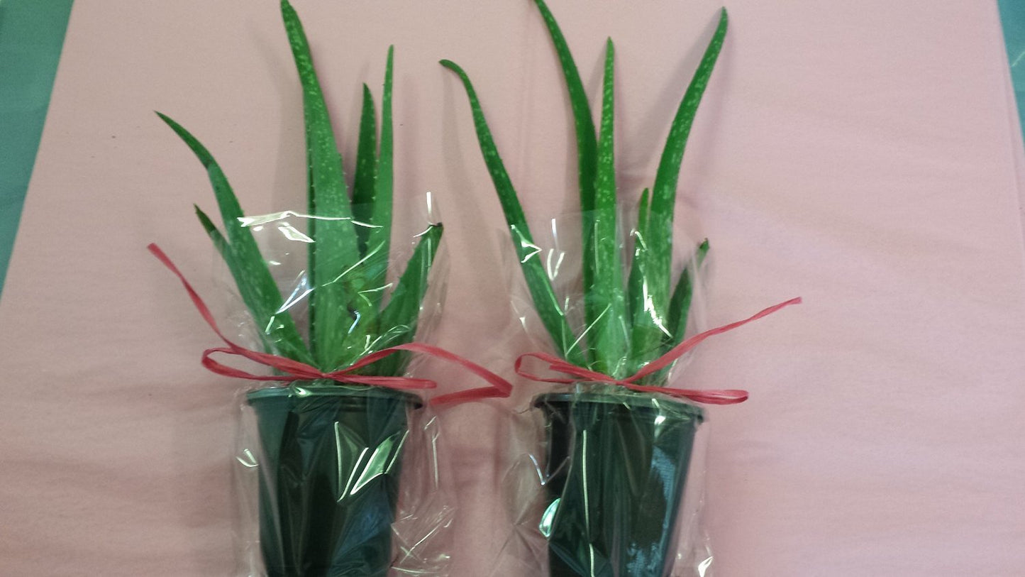 jmbamboo-Two Healthy Strong Aloe Vera-with-moss Plants 8 Inches Tall with Strong Roots.