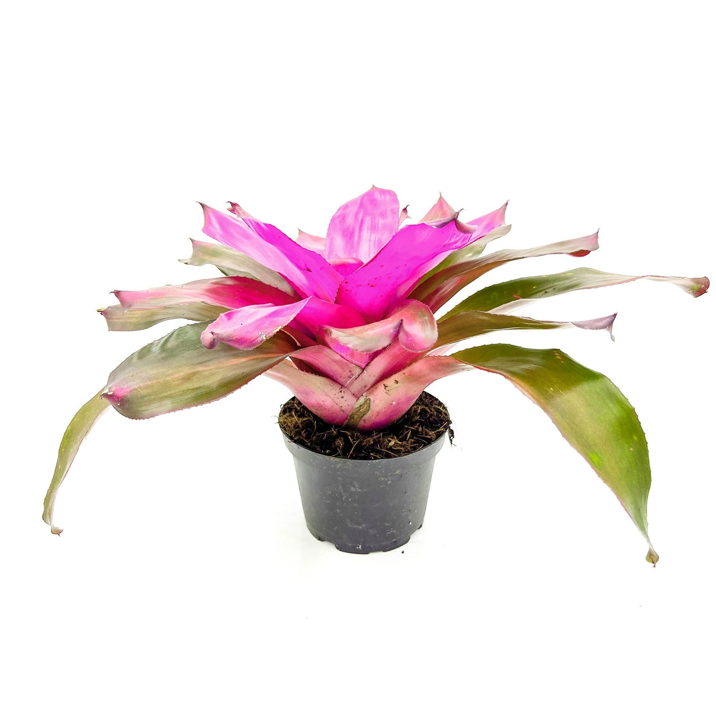 ragnaroc Live Plants – Bromeliad Neoregelia Tatiana, 8-12" in 6" Pot - 1ct - Live Arrival Guaranteed - House Plants for Home Decor & Gift