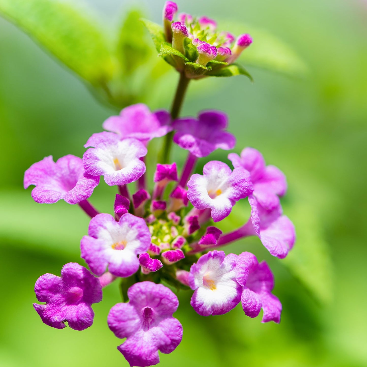 Multicolor Lantana Flowers (4 Pack), Easy Plant Care, Attracts Pollinators, Extended Bloom, Heat and Drought Tolerant, Real Flowers, Live Outdoor Flowering Plants