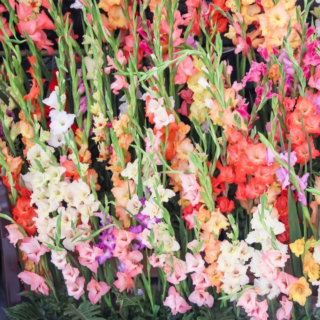Amazing Deal-Complete Spring & Summer 100 Bulbs Blooming Bee & Butterfly Garden Collection-Beautiful Flowers that Attract Bees, Butterflies, Hummingbirds & Other Pollinators-Easy to Grow 1000's Sold