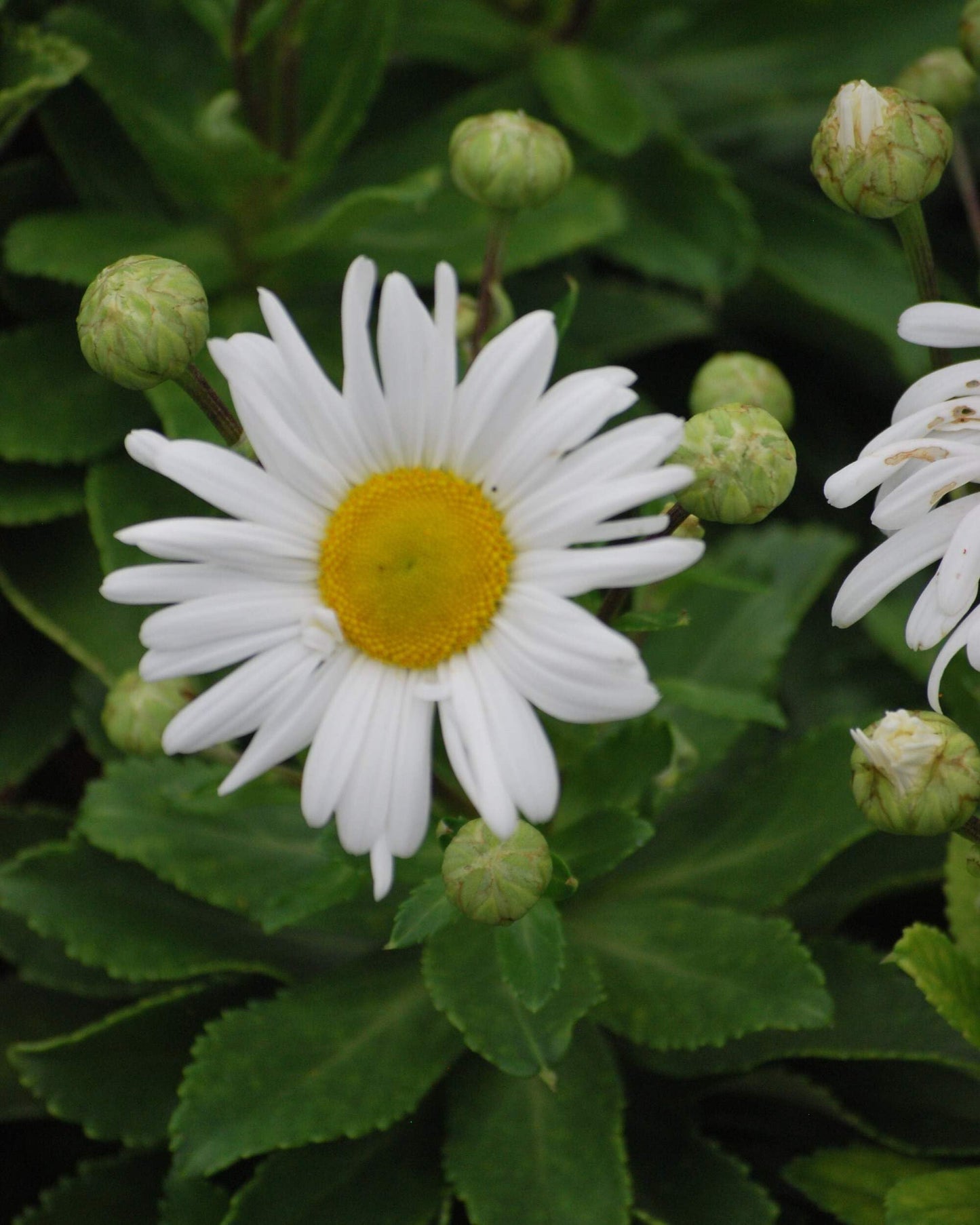 Perennial Farm Marketplace Chrysanthemum nipponicum (Nippon Daisy) Perennial, Size-#1 Container, Big White Flowers