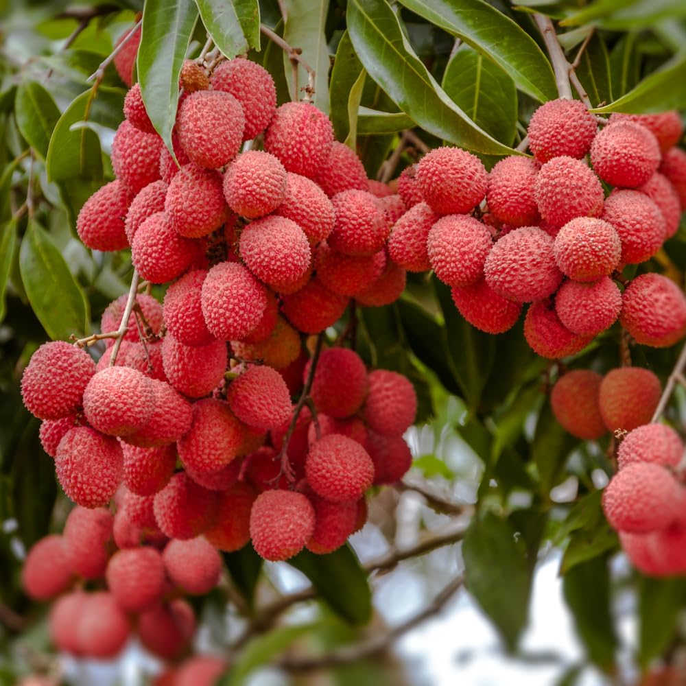 Lychee Tree Live Plant, 3 Gallon Pot, Grafted Lychee Tree, 3-4 Ft Tall Tropical Sweet Litchi Fruits Plant, No Ship to CA