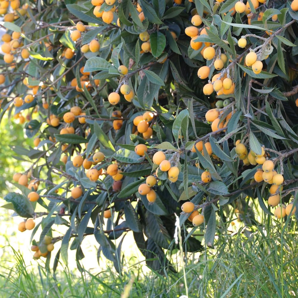 Loquat Tree Live Plant, Loquat Fruit Trees Live Plants, 1-2 Feet Tall in 3 Gallon Pot, Sweet Fruit Tree for Outdoor Planting, No Ship to CA