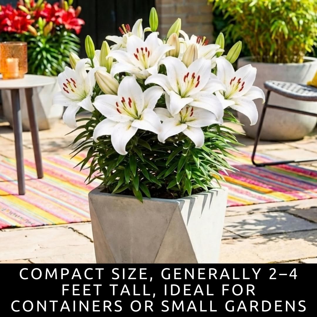 White Oriental Lily Bulbs for Planting - Unique Ruffled Leaves Perennial Lilium Bulbs - Grow Your Own Wedding Flowers (3 Bulbs)