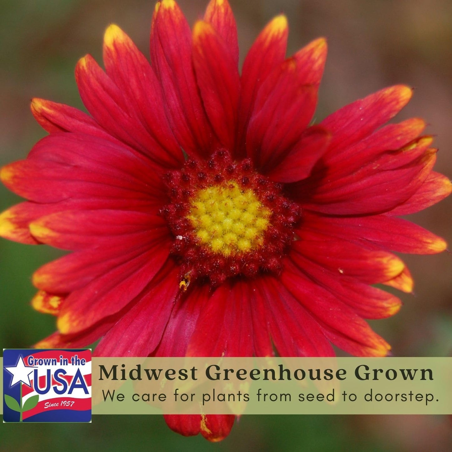 Clovers Garden Blanket Flower Arizona Red Shades (Gaillardia) Plants – Two (2) Live Plants – Non-GMO - Not Seeds - Each 4" to 8" Tall – in 4" Inch Pots – Hardy Flowering Perennial