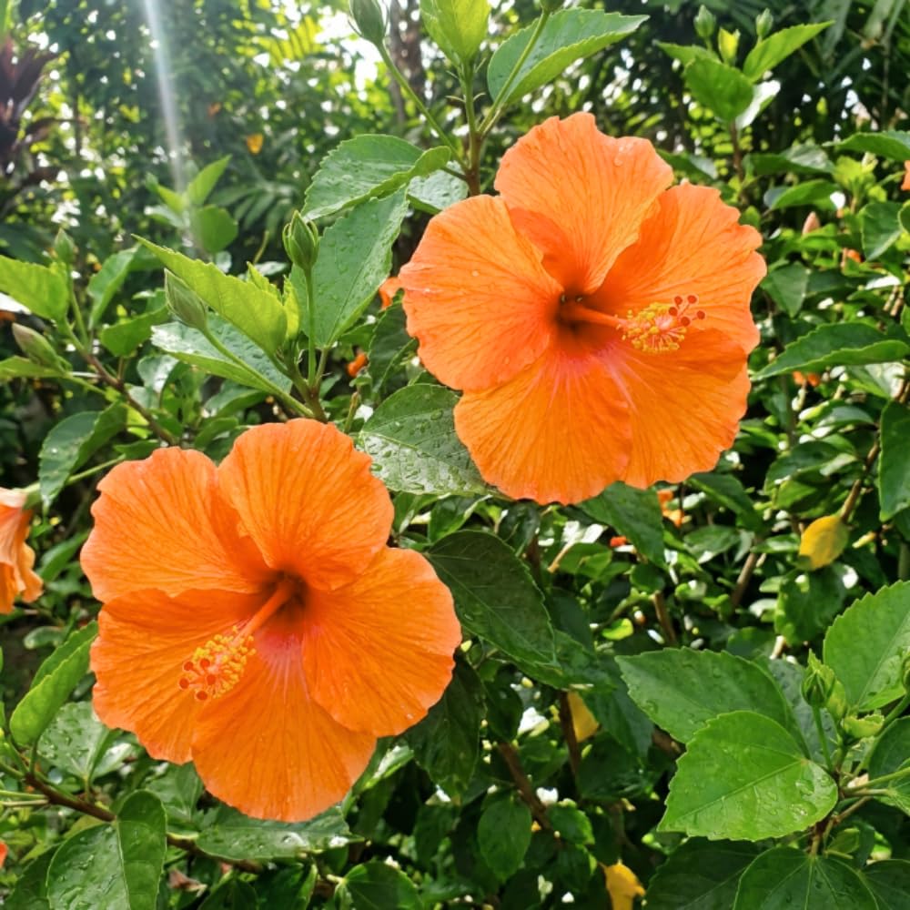 7 Hibiscus Cutting, Well-Rooted Hibiscus Flowers, Tropical Flowering for Indoor Outdoor Planting (Orange)