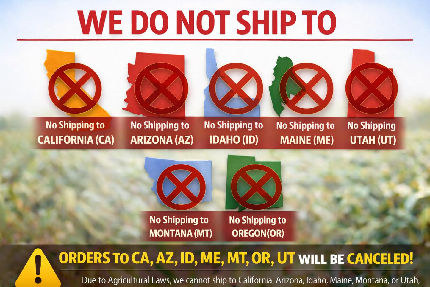 Ponderosa Pine Live Tree Plug Seedlings | 6"-12" | Arbor Day Foundation - (Due to Agricultural Laws, Unavailable to AZ, CA, ID, ME, MT or UT) (5-Pack)