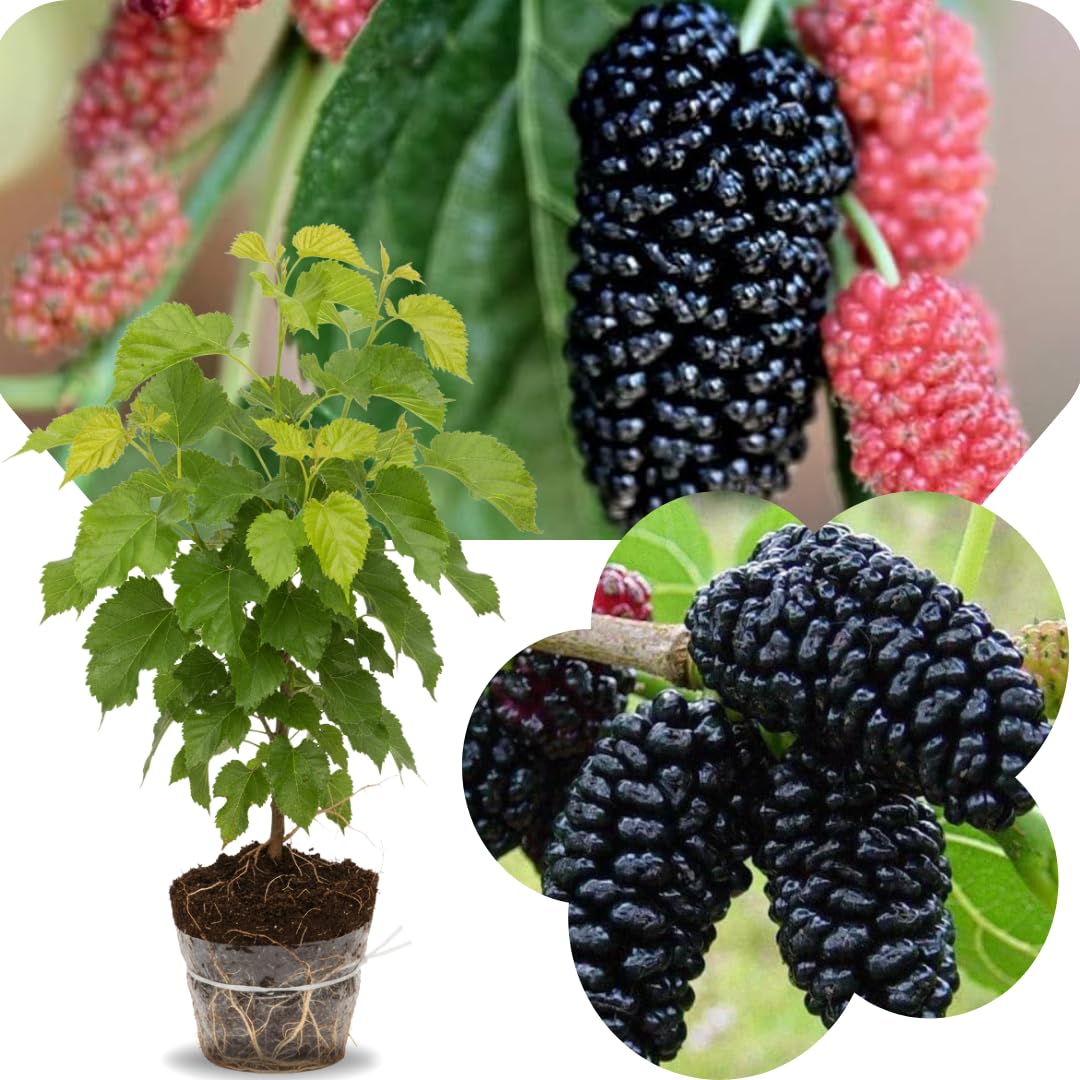 Dwarf Mulberry Tree Live Plant, Hardy Well Rooted 4-8'' Tall, Mulberry Fruit Tree for Indoor Outdoor Spring Planting Mulberries