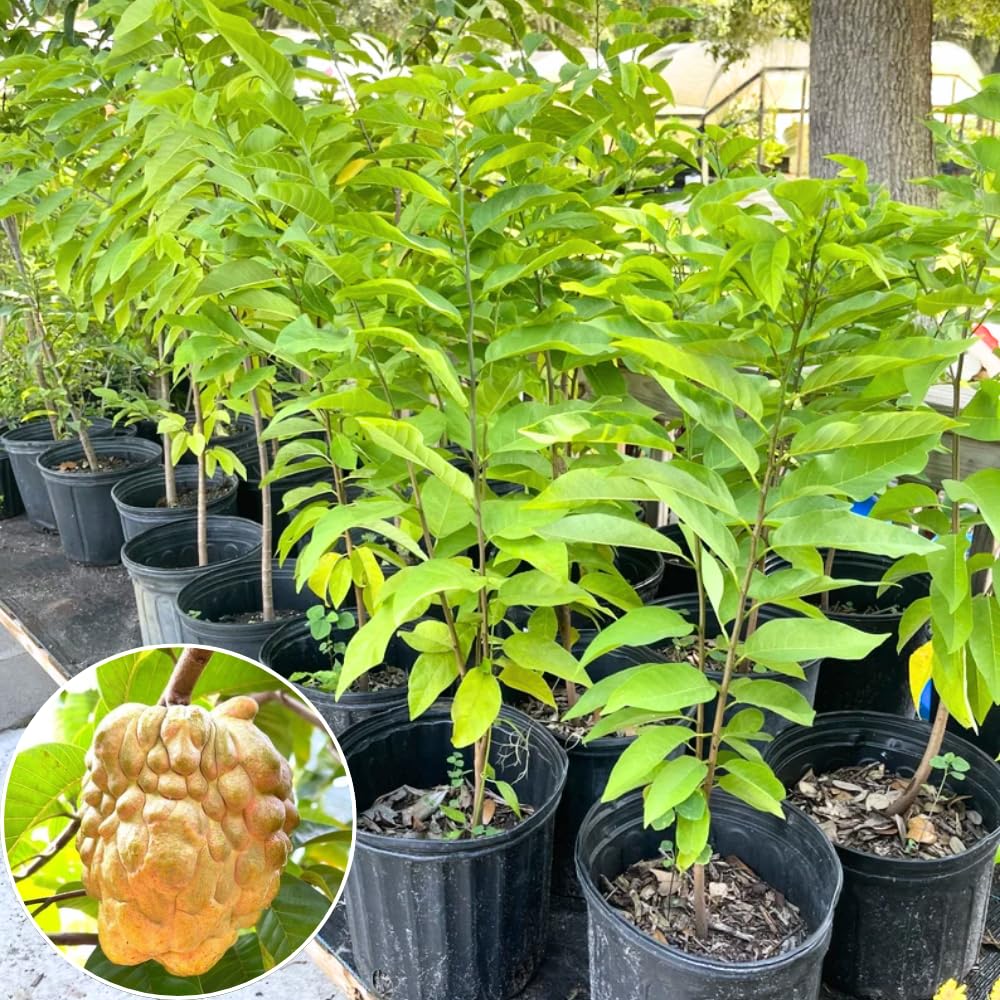 Yellow Sugar Apple Plant Live for Planting 2-3 Feet Tall, 3 Gallon Pot, Annona Squamosa Custard Sugar Apple Tree Live Plant, No Ship to CA