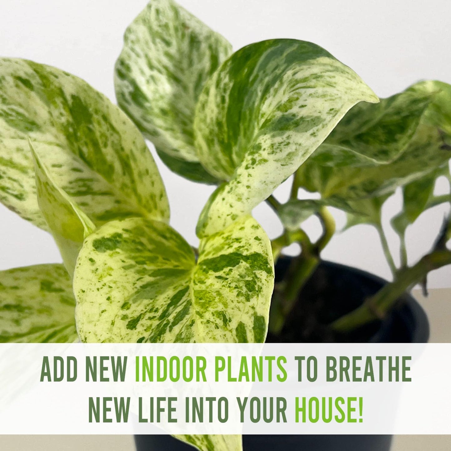 LEAL PLANTS ECUADOR Epipremnum Aureum Marble Queen (Pack of 2) Trailing Live Houseplants Neon Pothos | Natural Décor Plant | Marble Queen Photos