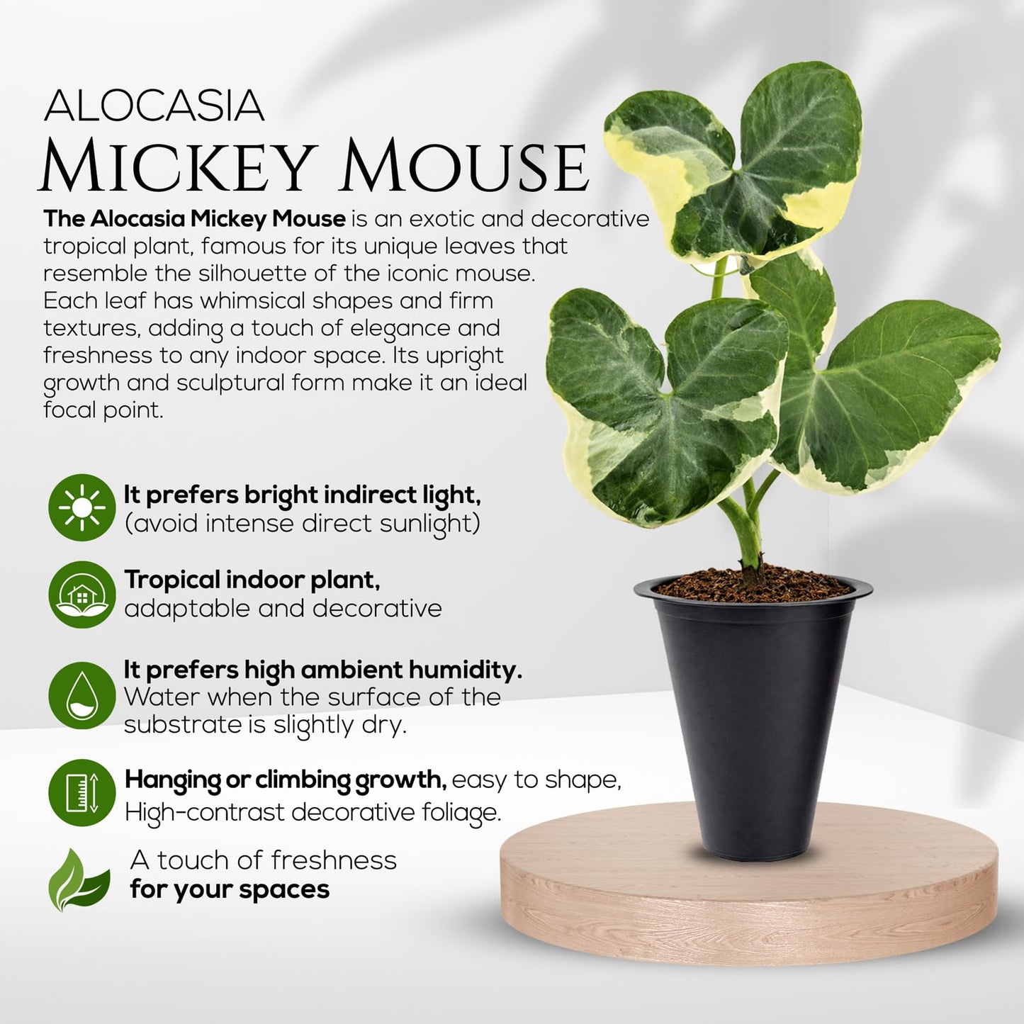 Alocasia Mickey Mouse (4 Pack) Live Plant,Rare Indoor Alocasia, Elephant Ear Houseplant,Unique Mickey Mouse Leaf Shape Plant,Tropical Houseplant Live, Starter Size Alocasia Plant for Indoor Home Decor