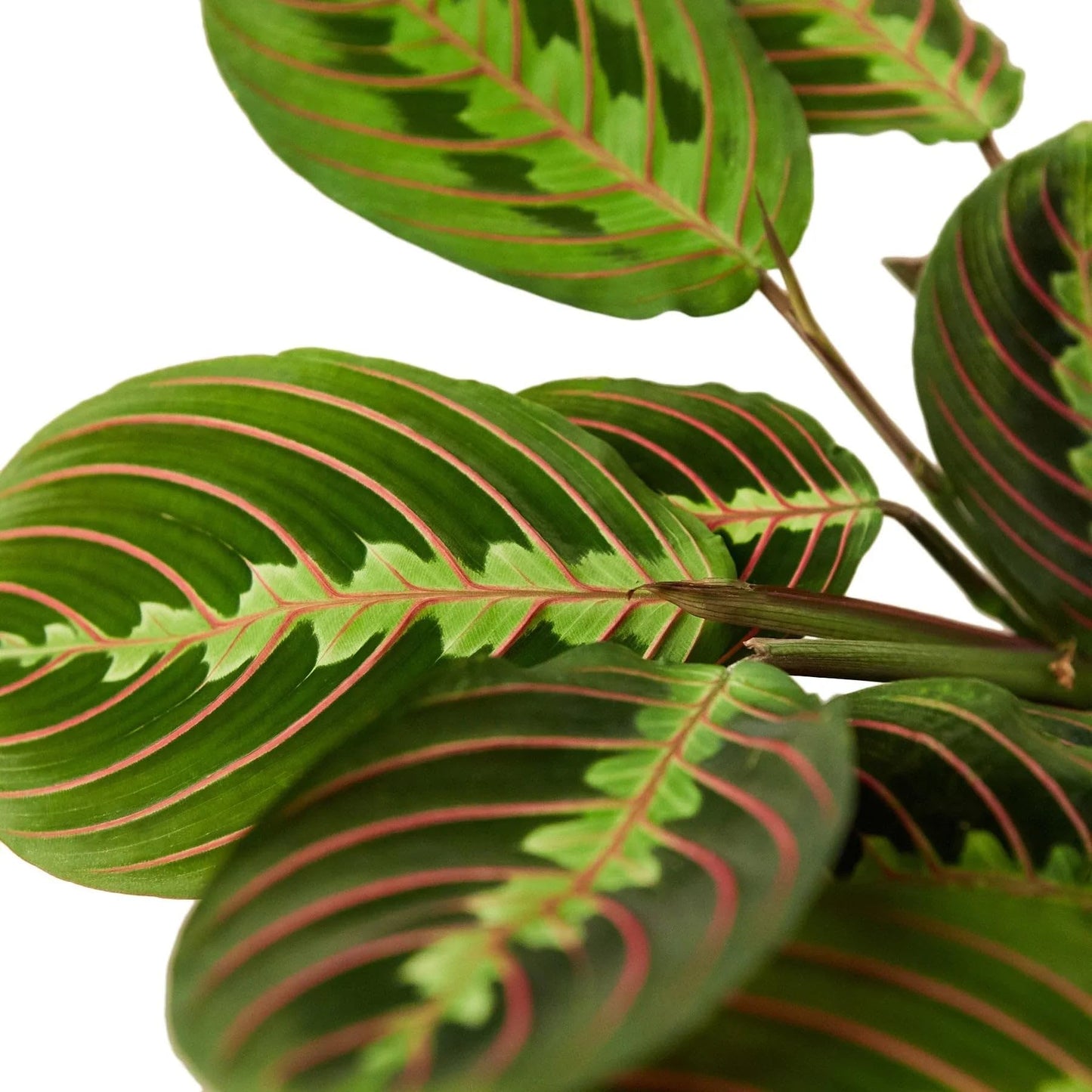 Maranta Red Prayer (4 inch) - Pet-Friendly Houseplants - Attractive Indoor Plants, Easy to Grow, Pet Safe Plants for Cats & Dogs, Ideal for Home Decor, Office & Gift