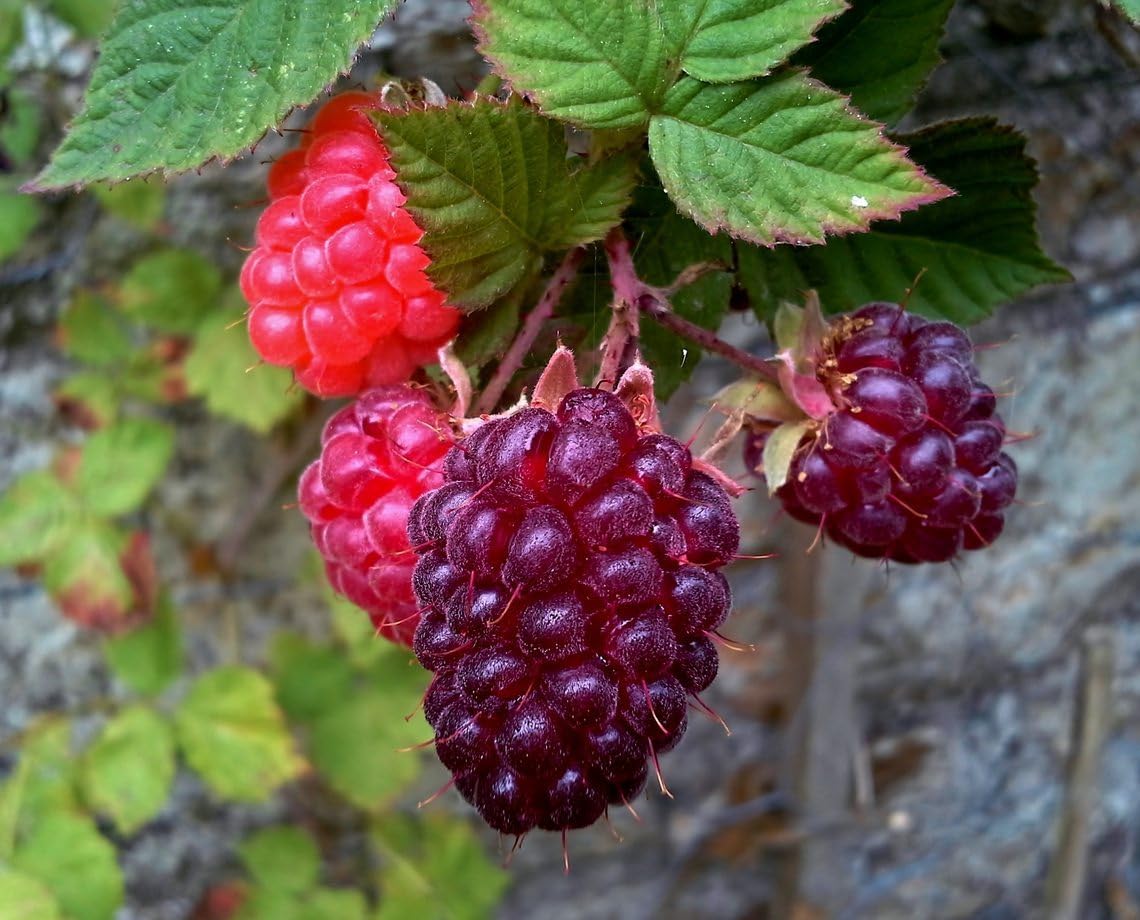Thornless Loganberry Plant Live for Planting Your Garden,1 YR Loganberry Tree Live Plant, Zones 5-9