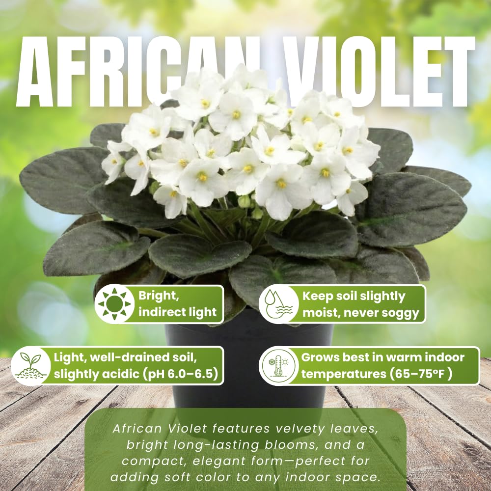 White African Violets Live Plants House Plants in 4" Pot, Vibrant Blooms for Indoor Décor, Home or Office, Easy to Grow