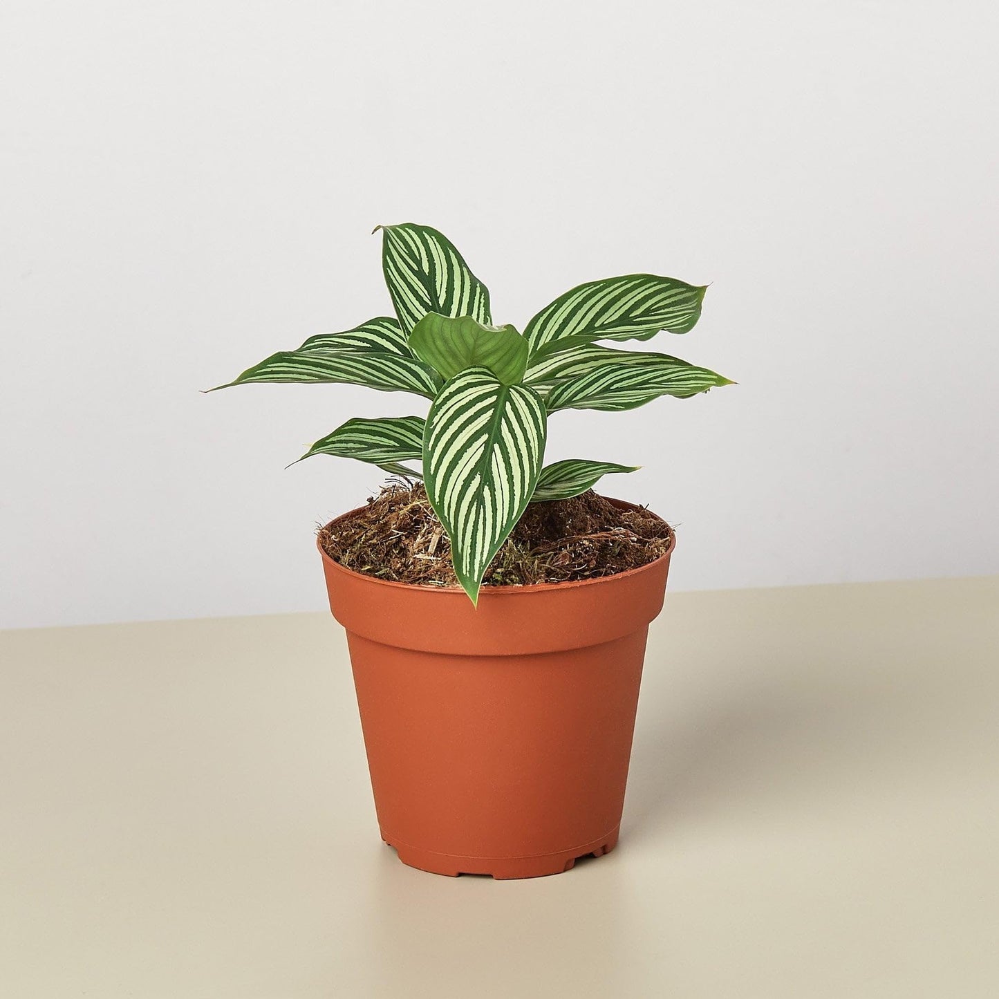 Calathea 'Vittata' | Live Plant for Indoor & Outdoor | for Living Room, Office, Bathroom | (4" Pot)