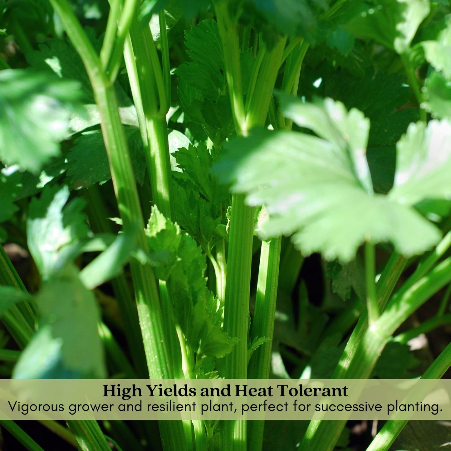 Clovers Garden Celery Tango Plants - Two (2) Live Plants – Non-GMO - Not Seeds - Each 4" to 8" Tall – in 4" Inch Pots - Heat Tolerant, High Yield, Fast Growing