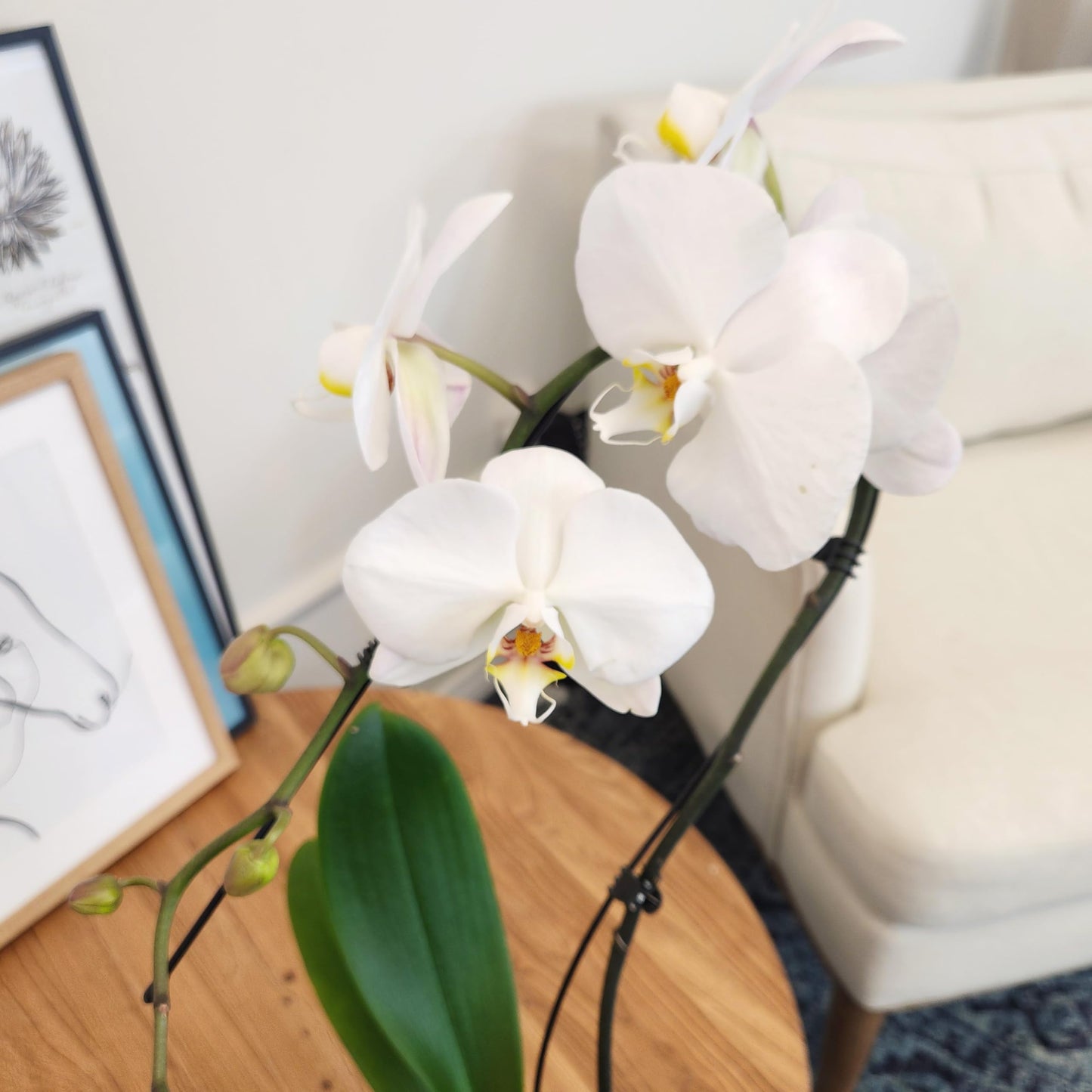 Large White Live Orchids Blooming in 5" Blue & White Orchid Pot, Pet Friendly Live Plant Gifts for Plant Lovers, Approx. 22"+ Tall, Real Houseplants, Phalaenopsis Moth Flowers by Plants for Pets