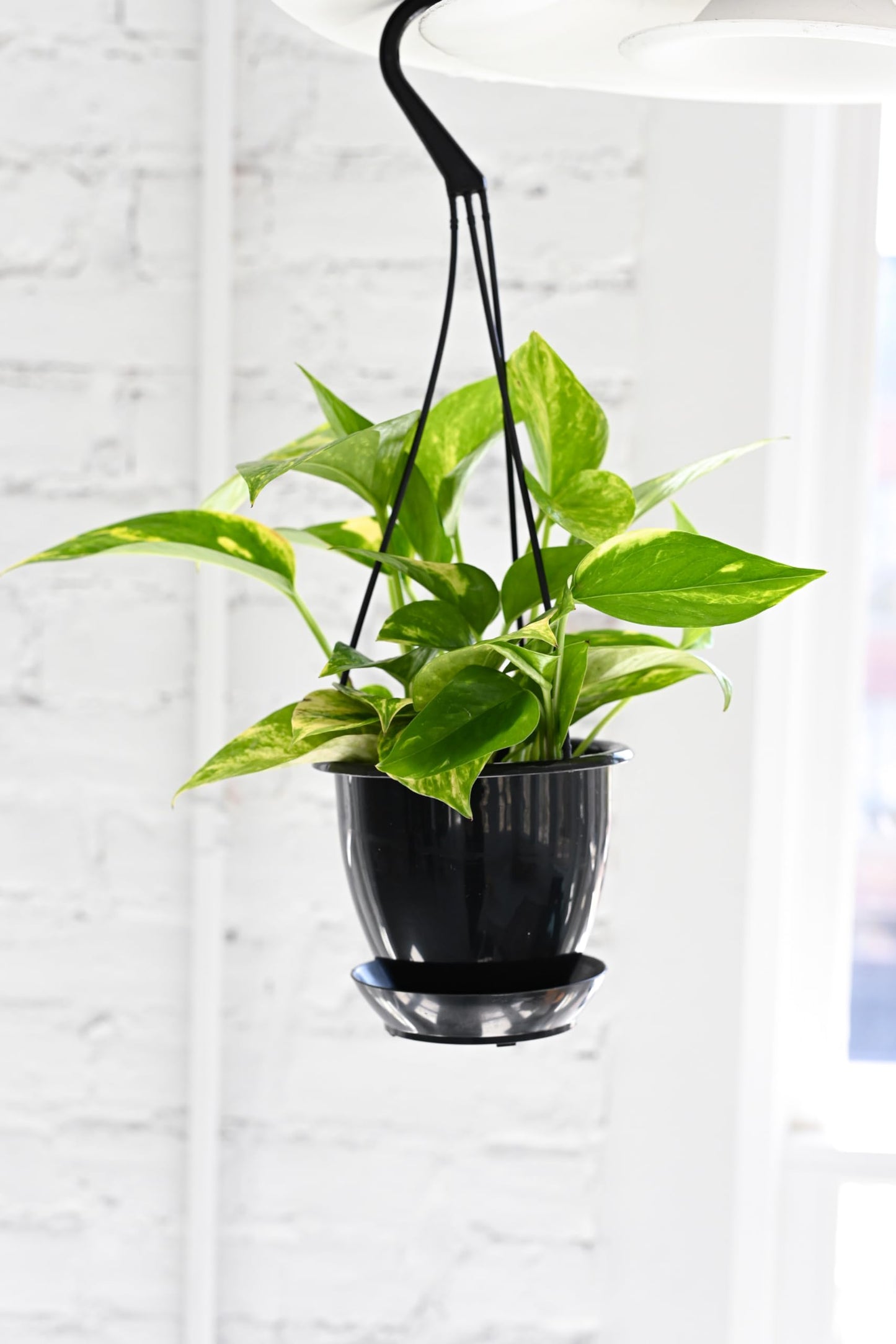 Thorsen's Greenhouse Golden Pothos, Live Indoor Vining Plant, Easy to Grow, Variegated Houseplant, Natural Air Purifier (Black - Hanging, 4-inch Pot)