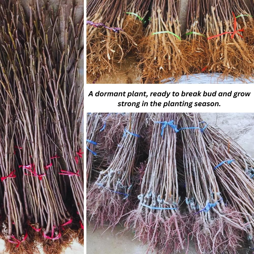 2 Black Cherry Trees Live Plants Bare Roots, Sweet Cherry Fruit Tree Plant for Gardening Outdoor, 1 to 1.5 FeetTall