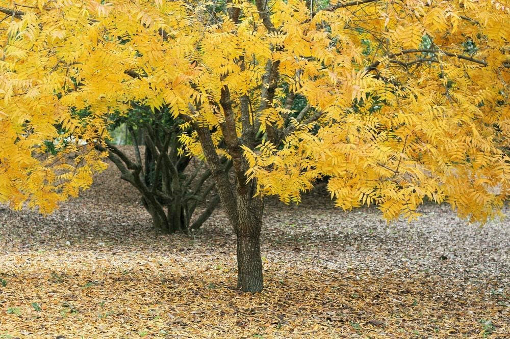 Honey Locust Tree Seedling (Gleditsia triacanthos) – Elegant Shade Tree with Light, Airy Foliage - Plant Your Own to Grow (3 Seedlings)