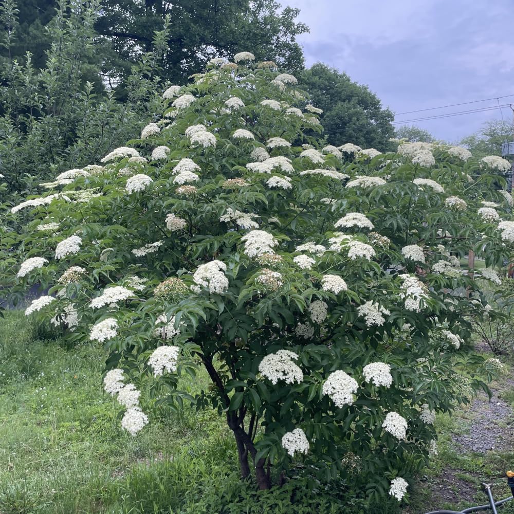 Elderberry Live Plant 4-8'' Tall, Live Black Elderberry Tree Seedling, Edible Berry Bush for Planting, No Pot