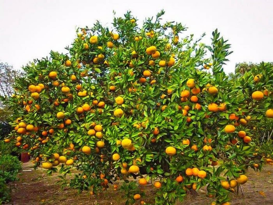 Satsuma Mandarin Tree - 2-5 Inch Tall Live Plant - Potted Cold Hardy Indoor/Outdoor Orange Fruit Seedling - Citrus reticulata 'Satsuma'
