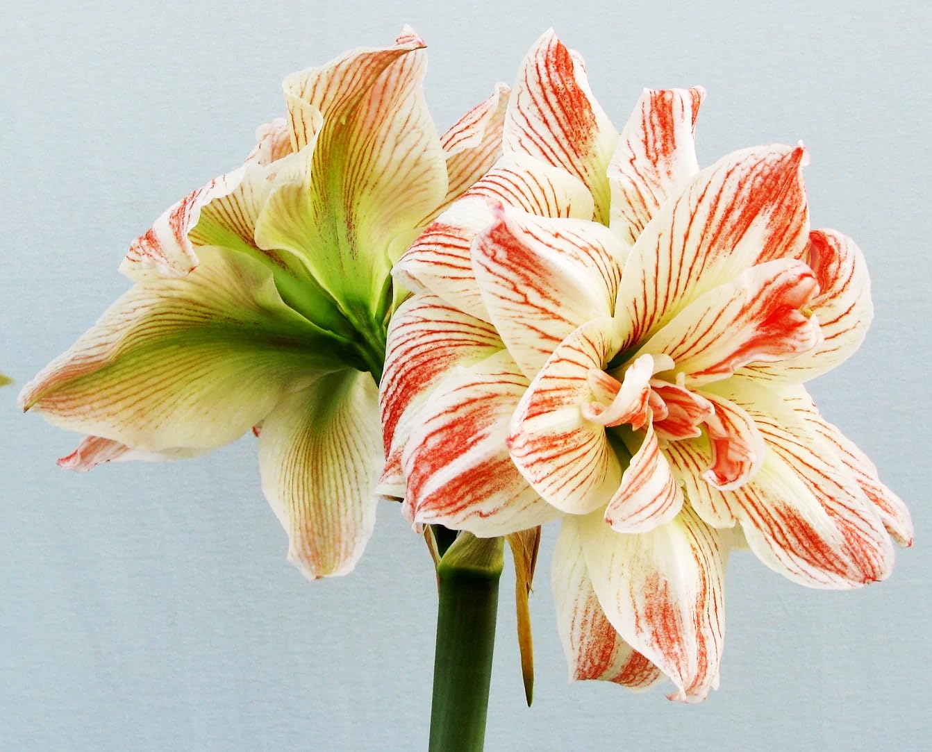 Striped Echo Amaryllis Bulb - Triple Blooms with Red Stripes on White Flowers - 28-30 cm Bare Root Bulb - Stunning Unique Flower for Indoor & Outdoor Décor
